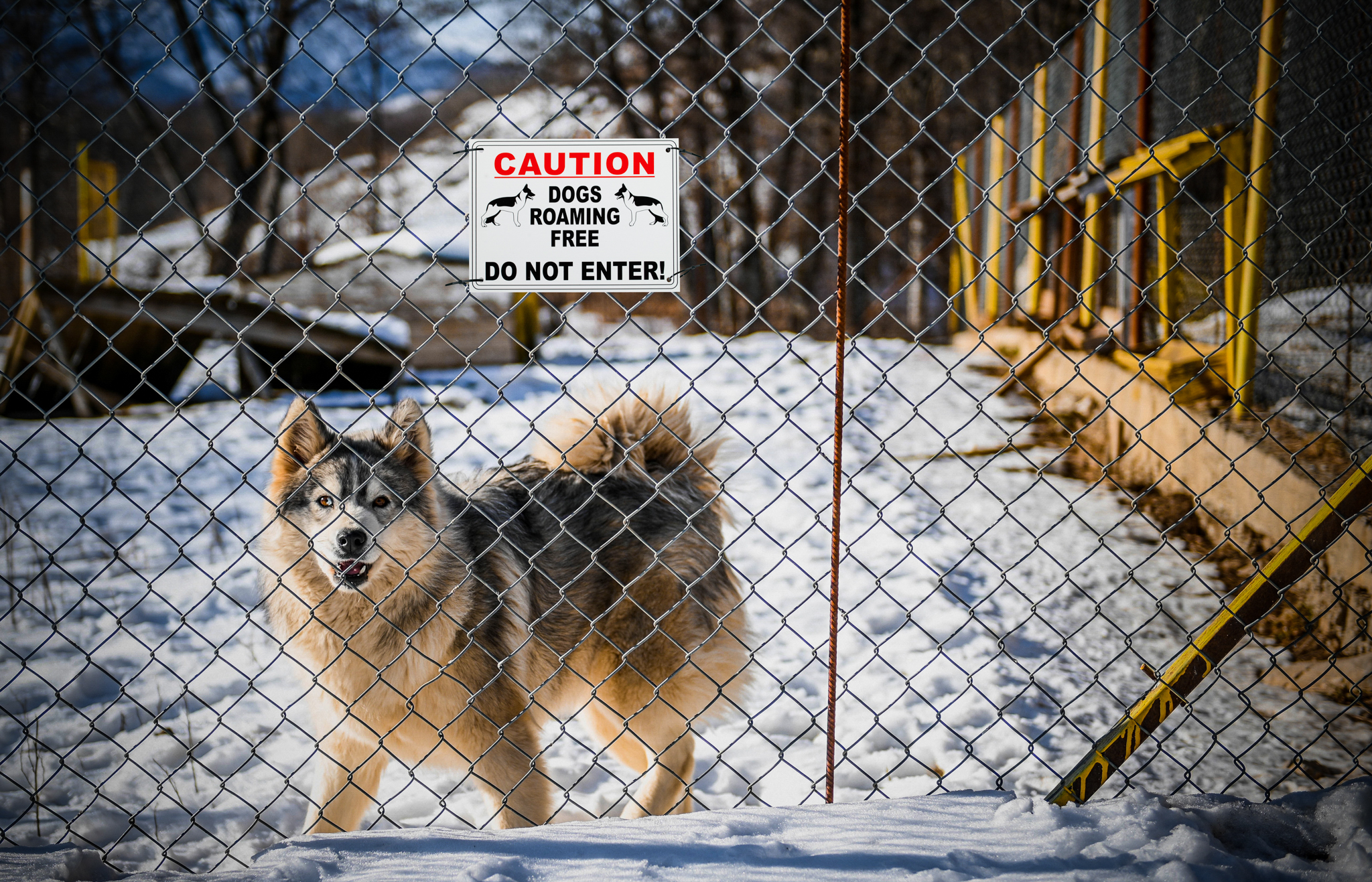 Dog Warning 1